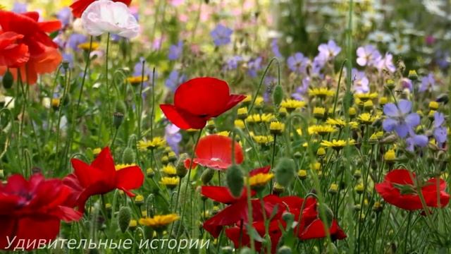 Домработница застыла, увидев фотографию на чердаке особняка. Она узнала себя на 100-летнем фото... смотреть онлайн