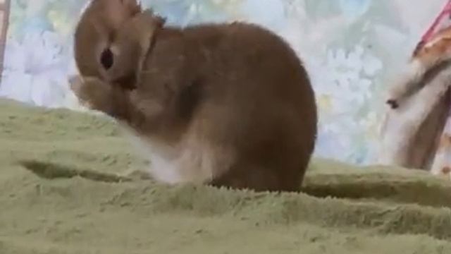Смешные животные. Декоративный карликовый кролик