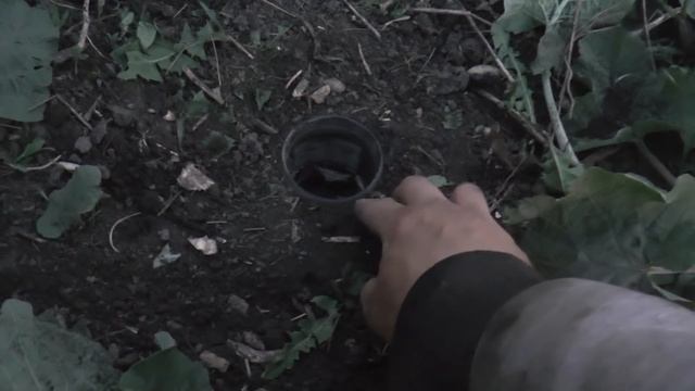 Как поймать МЕДВЕДКУ. Медведка. Gryllotalpa gryllotalpa смотреть онлайн