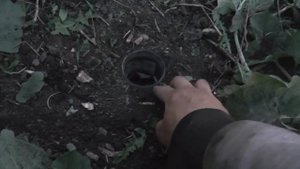 Как поймать МЕДВЕДКУ. Медведка. Gryllotalpa gryllotalpa