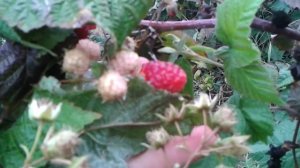 Крупноплодная ремонтантная малина Атлант