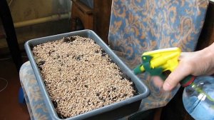 Посев пшеницы. Выращивание пшеницы в домашних условиях. Засеваем пшеницу в лотки.