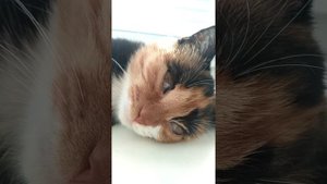 Кошка - зомби)