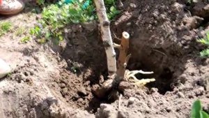 Важные особенности посадки георгинов!
