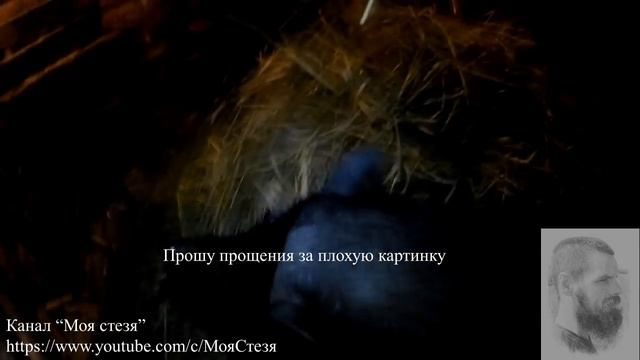 Прибавление в хозяйстве, первый опорос у вьетнамских свиней.