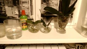 Орхидеи в воде. Как и чем я удобряю свои орхидеи.