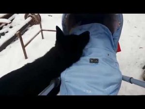 Собака пытается успокоить малыша
