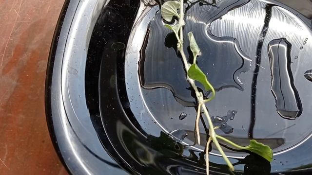 Дихондра серебристая, черенкуем, размножаем.... 19.09.22 смотреть онлайн