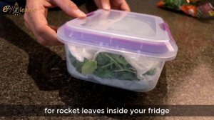 How to keep Arugula Leaves Fresh & Crisp Longer for 5 WEEKS in the fridge, Green Salad leaves Fresh