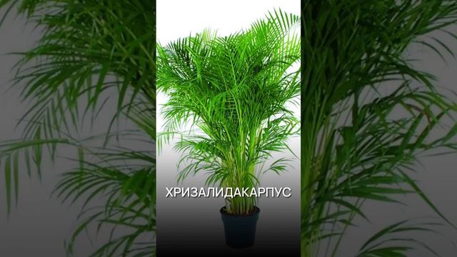 🌱Какие растения Привлекут в Ваш Дом много Денег🪴 #васту #эзотерика #джйотиш #денежныйпоток