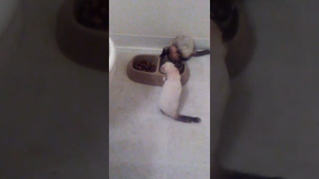 Bear and Possum смотреть онлайн