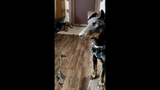 Моя любимая собака 🥰 смотреть онлайн