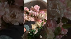 Японская роза сорт «Дафна»