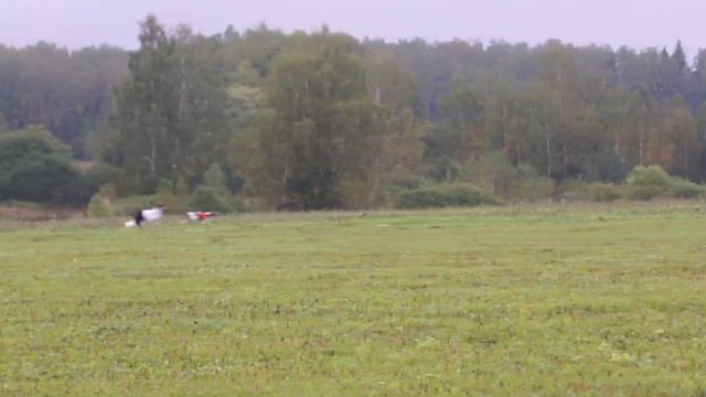 Русская псовая борзая ПРЕЛЕСТА (к) и ЛУННАЯ РАДУГА ФАНТАСТИКА (б) 2-й круг