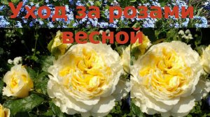 Розы весной. Проблемы и решения.