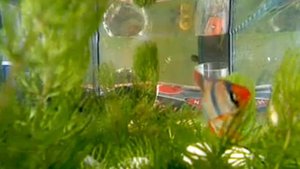 СУМАТРАНСКИЙ БАРБУС. НЕРЕСТ