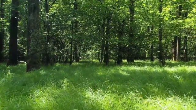 MARDON ISMINING MA'NOSI #MARDON #MANOSI #ISIM #ISMINING #ISMI #MANO #МАРДОН #ИСМИ #ИСИМ #МАЬНОСИ смотреть онлайн