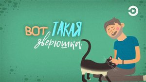 "Ушки на макушке" с Анной Рудаковой, выпуск 2