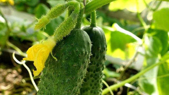 ПОЛЕЙТЕ ОГУРЦЫ ЭТИМ СЕЙЧАС И БУДЕТЕ СОБИРАТЬ ОГУРЦЫ ВЁДРАМИ!