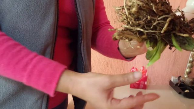 RESULTADOS DE MI ENRAIZANTE NATURAL DE LENTEJA EN MI ORQUIDEA STANHOPEA TIGRIS O TORITO . смотреть онлайн