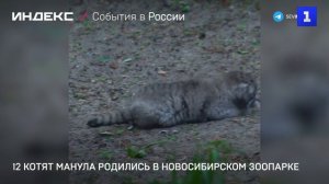 12 котят манула родились в Новосибирском зоопарке