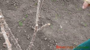 Прививка Абрикоса