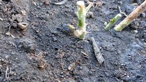 #цитокининовая_паста_для_чего#пробудить_почки#стимулятор_пробуждения Колдую с цитокининкой!