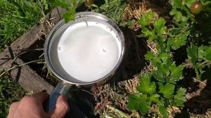 Белый налет на крыжовнике. Мучнистая роса на крыжовнике, способы лечения и профилактики