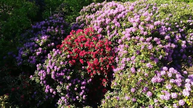 Рододендроны и азалии в парке. смотреть онлайн