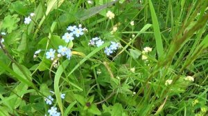 Лето 2017г, цветочки