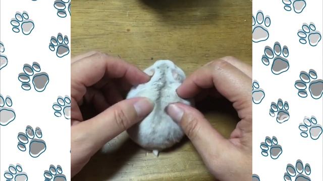 Смешное видео про ДЖУНГАРИКОВ ХОМЯЧКОВ! #смешныехомяки приколы с хомяками