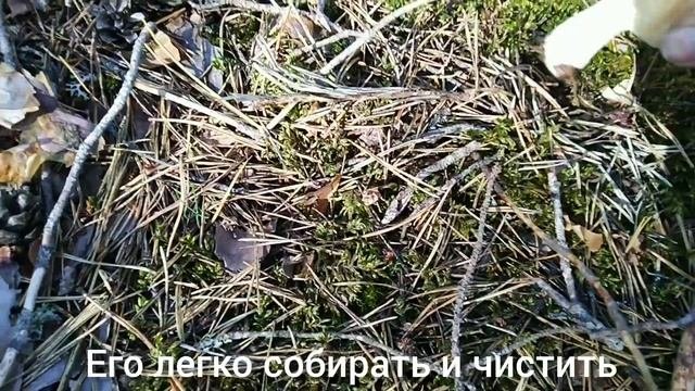 Лесные шампиньоны. Колпак кольчатый. Июль 2023 Тверская область