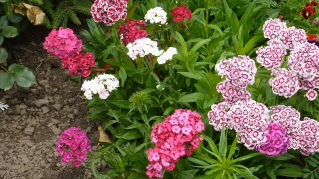 Турецкая гвоздика смотреть онлайн