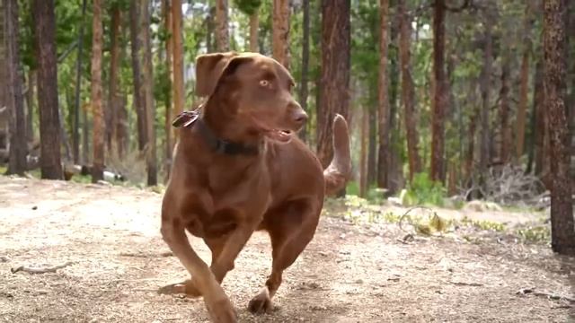 Корма Eukanuba смотреть онлайн