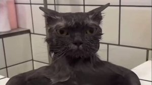 Забавные котики