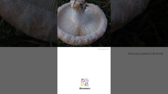 Bearded milkcap (Lactarius pubescens) | Synonyms | Scientific Short Profile | Shroomers смотреть онлайн