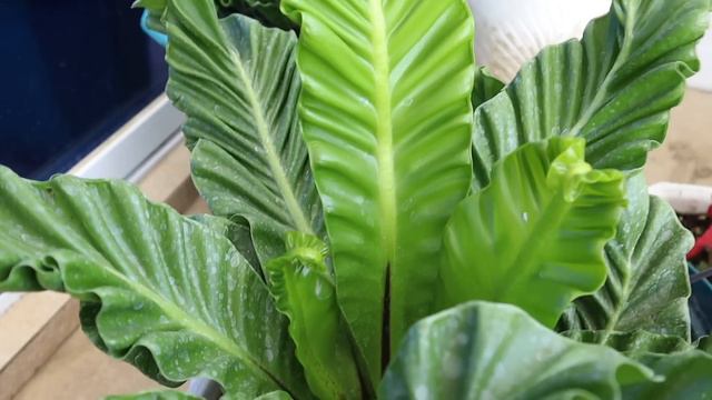 HOUSEPLANTS THAT WILL THRIVE BETTER DURING RAINY SEASON!