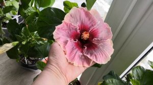 Гибискусы. Мимо не пройти.#комнатныерастения #гибискус #гибискусы #комнатныецветы