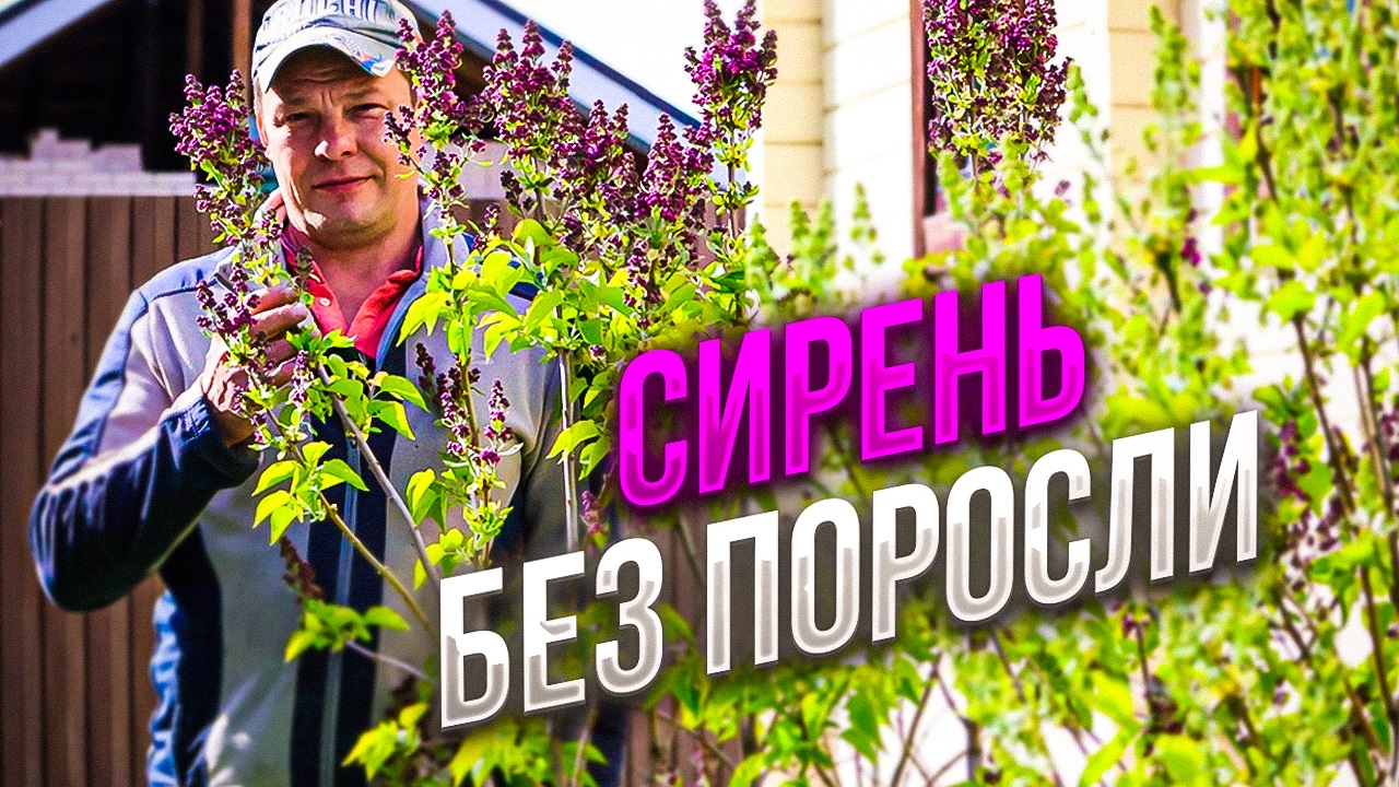 сирень без поросли это легко! посадка и уход