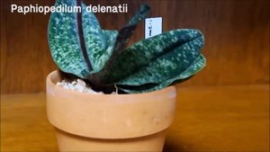 어쩌다 난사랑, Paphiopedilum delenatii