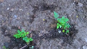 Благоустройство дачного участка. Сажаю розу kordana и расставляю приоритеты.