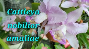 Cattleya nobilior. Описание и уход.