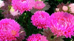 #АСТРЫ - ЗЕМНЫЕ ЗВЁЗДЫ#