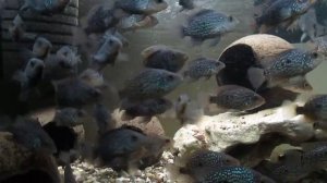 Бриллиантовая цихлазома 1