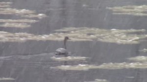 Охота в тайге на боровую дичь,встреча лебедя на лесной реке!!!