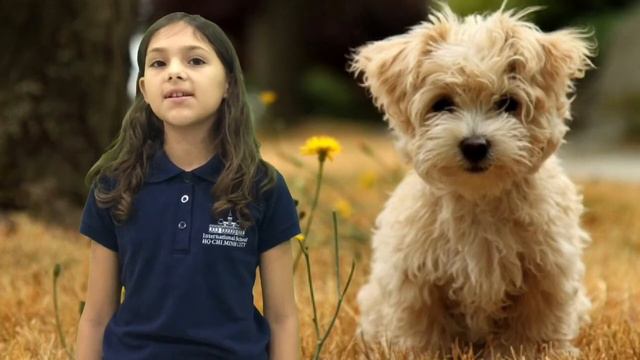 Animal Testing By Amanda смотреть онлайн