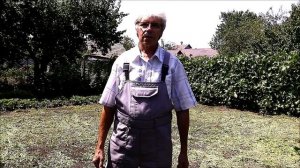 Клубника. Сидераты. Заделка горчицы в почву.