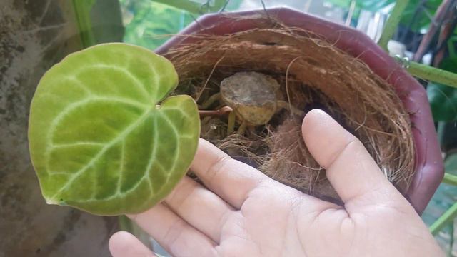 Anthurium Magnificum Propagation Update and Care Tips смотреть онлайн