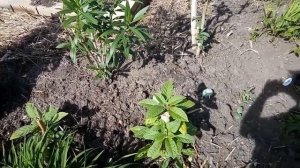 Особенности посадки бругмансий разного возраста , выдерживаем расстояние между растениями.