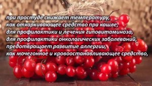 Уникальные способности калины. Калина – польза и вред для человека.